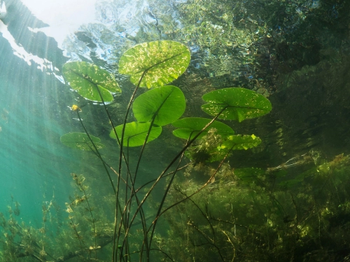 Sauerstoffpflanzen| Teichpflanzen | Mini-Teich | Gärtner-Qualität |winterhart